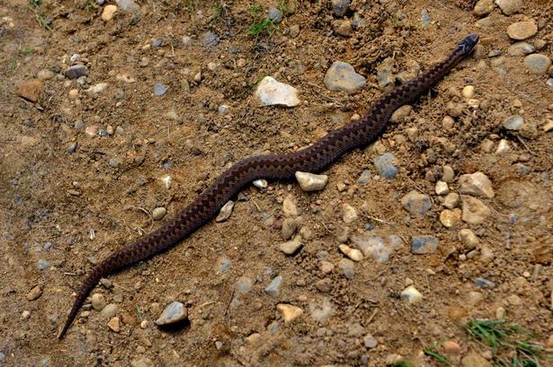 NATURPARK. Området er en del af Naturpark Vesterhavet, hvor der er meget dyreliv i et område med meget få gæster. Foto: Susanne Nielsen 