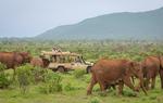 ALENE. Elefanten er et flokdyr, men alligevel kan unger blive forladt. Nu får de særlig hjælp i Kenya. Foto: Related 