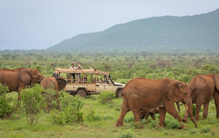 ALENE. Elefanten er et flokdyr, men alligevel kan unger blive forladt. Nu får de særlig hjælp i Kenya. Foto: Related 