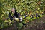 Høst. Det er frivillige, der hjælper med at få høsten i hus hos Ørnberg Vin. Her er det Jimmy Mynster, der er svigerfar til vinproducent Anders Ørnberg. 