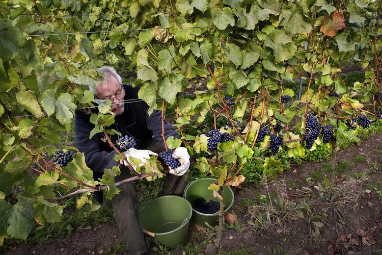 Høst. Det er frivillige, der hjælper med at få høsten i hus hos Ørnberg Vin. Her er det Jimmy Mynster, der er svigerfar til vinproducent Anders Ørnberg. 