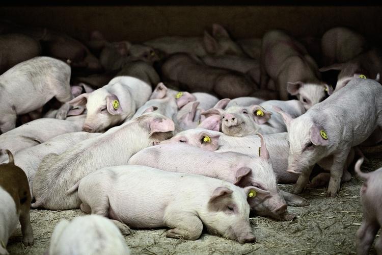 Politifolk skal sikre adgang til MRSA-prøver hos alle danske svineproducenter 