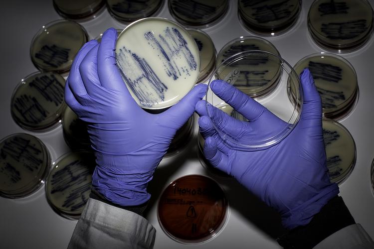 begrænset. Forsker ved DTU's MRSA-laboratorium blev bedt om at lukke munden efter at have fortalt offentligheden om sine anbefalinger til bekæmpelse af svine-MRSA. 