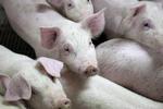 MRSA. Landbruget og fødevaremyndigerne skal bekæmpe en bakterie blandt svin, der ikke er udgør en risiko for hverken svin eller kødet. 