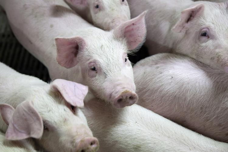 MRSA. Landbruget og fødevaremyndigerne skal bekæmpe en bakterie blandt svin, der ikke er udgør en risiko for hverken svin eller kødet. 