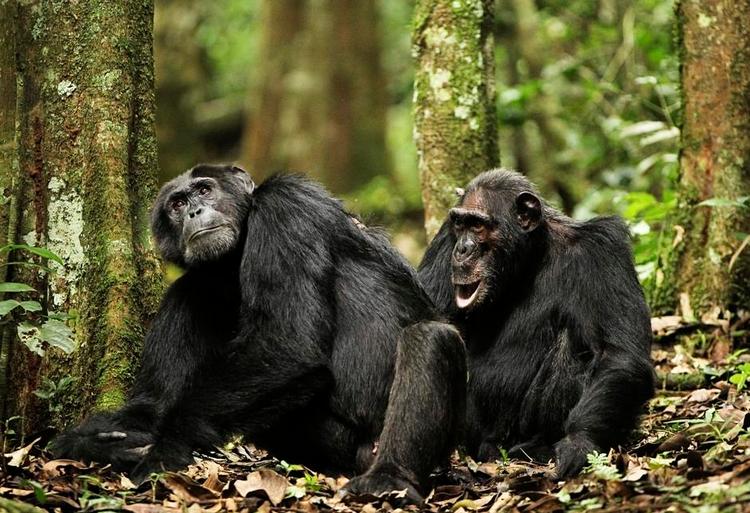 Narrestreger? To voksne hanchimpanser soignerer hinanden i Kibale National Park i Uganda. De tænker helt sikkert ikke på, at deres forfædre havde seksuel omgang med bonoboerne med øgenavnet ’hippie-aber’, og de af den grund bærer på gener fra bonoboerne i deres arvemasse i dag. 