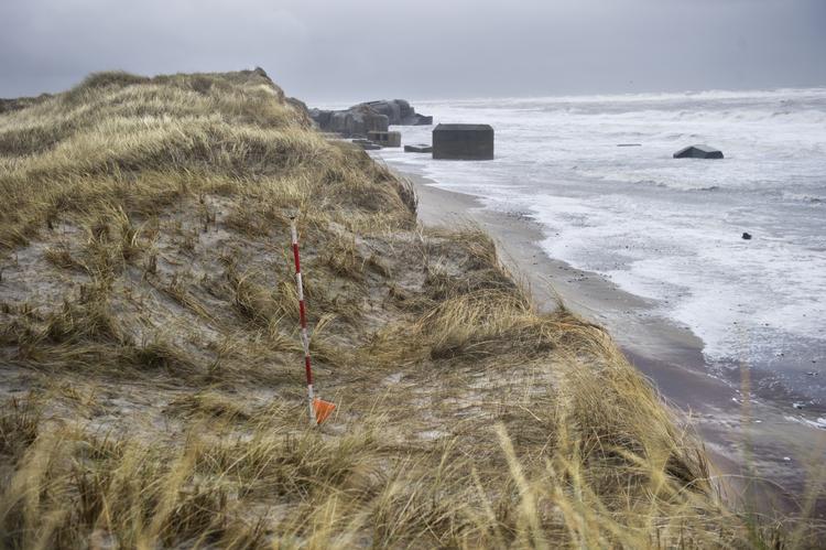 Efterspil. Gravemaskinerne efterlader et arret landskab, når de har ryddet en strækning af den nordsjællandske kyst for de invasive hybenroser. 
