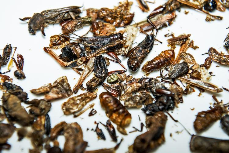 Insektmiddag. På fredag kan du smage alt fra melorme til fårekyllinger hos Suhrs Højskole. 