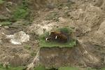 KØER I KNIBE. Tre kreauterer står på det eneste, der er tilbage af deres mark. Billedet er fra Kaikoura på sydøen i New Zealand, hvor flere kraftige jordskælv har forårsaget betydelige ødelæggelser og isoleret flere tusinde mennesker. 