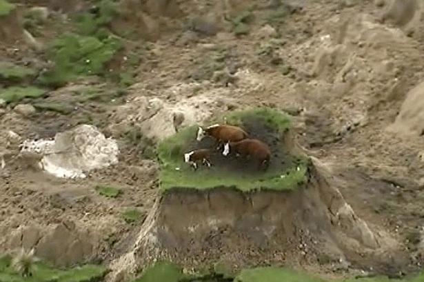 KØER I KNIBE. Tre kreauterer står på det eneste, der er tilbage af deres mark. Billedet er fra Kaikoura på sydøen i New Zealand, hvor flere kraftige jordskælv har forårsaget betydelige ødelæggelser og isoleret flere tusinde mennesker. 