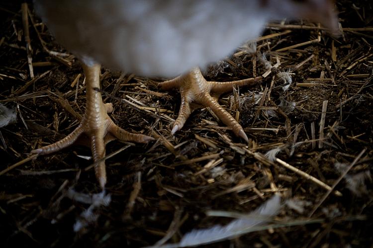 Truet. Lande i Asien vil stoppe for import af blandet andet kyllingefødder fra Danmark, efter at der er fundet fugleinfluenza hos en hobbyavler i Nordsjælland. 