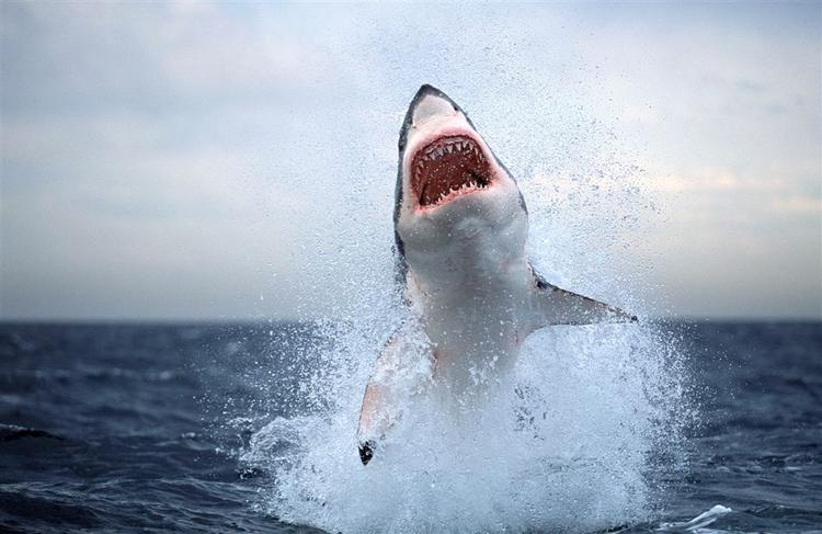 Foto: AP Photo/Chris Fallows-Die Burger/AP