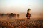 Cowboydrømme. Politikens rejseskribent Poul Husted har været i den australske outback og forsøge sig med kvægdrivning. Og det med blandede resultater. Foto: POUL HUSTED