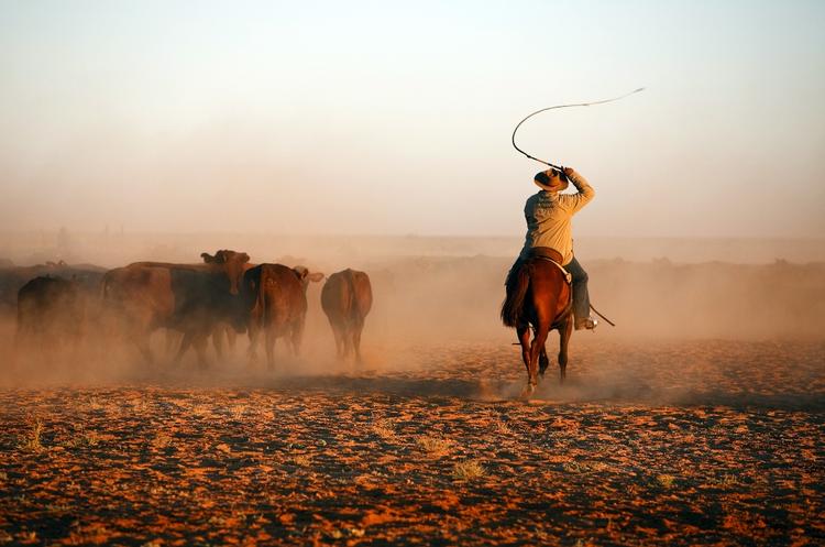 Cowboydrømme. Politikens rejseskribent Poul Husted har været i den australske outback og forsøge sig med kvægdrivning. Og det med blandede resultater. Foto: POUL HUSTED