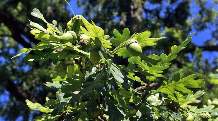 'Klonk, klonk', siger det, når et agern lander på husets tag. Det er i hvert fald det lydord, mange bruger for at beskrive lyden. 