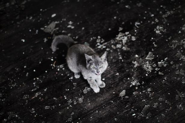 Overalt i Detroit findes katte og hunde, der løber omkring uden ejere. Den her bor nu sammen med Joseph i en af de forladte bygninger. 