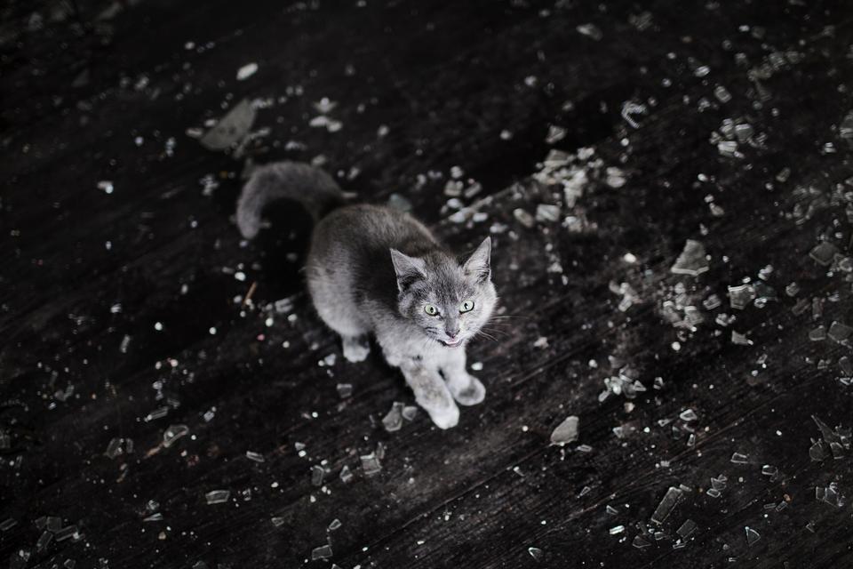 Overalt i Detroit findes katte og hunde, der løber omkring uden ejere. Den her bor nu sammen med Joseph i en af de forladte bygninger. 