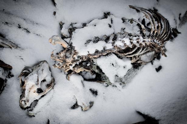 Skelettet fra en død hund i ruinerne fra et nedbrændt hus. 