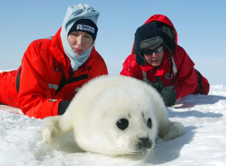Paul McCartney og hustruen Heather Mills lader sig fotografere med en sælunge. Canada, 2006. 
