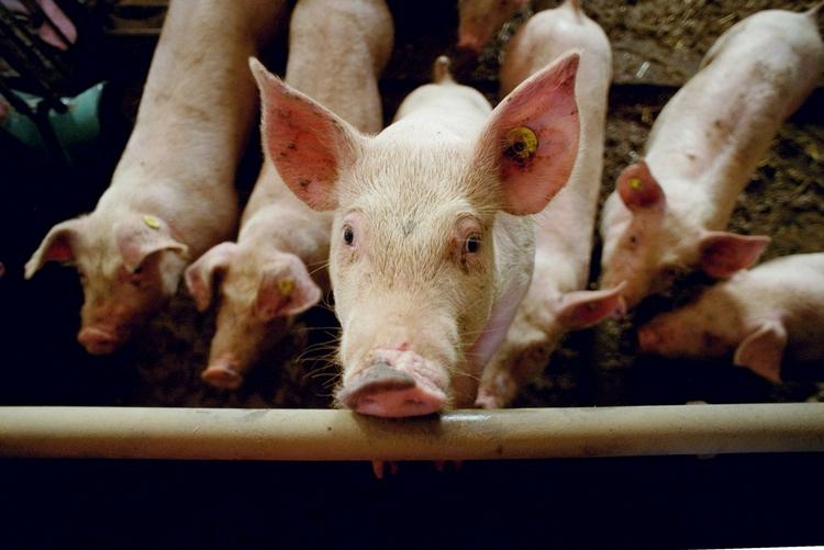 Svinesti. Der er »høj velfærd« i dansk svineproduktion, mener Søren Gade, direktør for Landbrug og Fødevarer. 