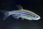 Mekanismer. Zebrafiskene skal hjælpe molekylærbiologen Pia R. Lundegaard med at blive klogere på sygdomsmekanismer i forbindelse med blandt andet skizofreni. Arkivfoto: MICROTEST LABORATORIES