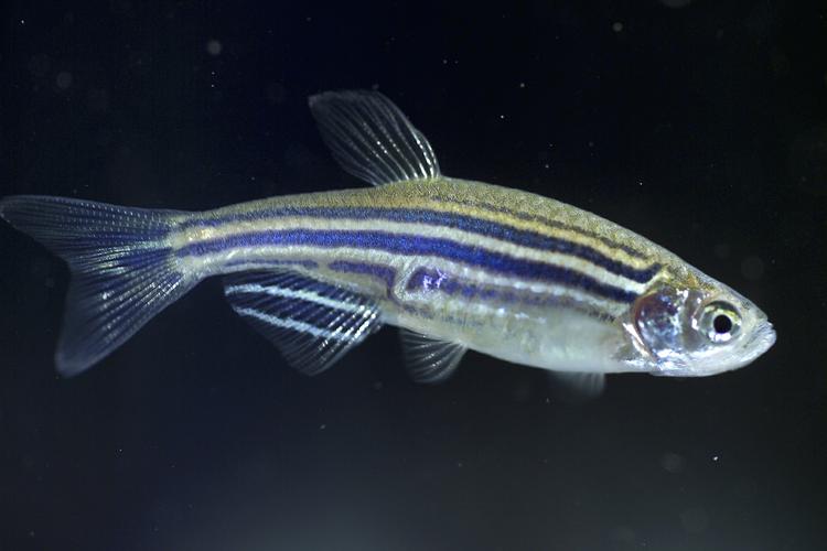 Mekanismer. Zebrafiskene skal hjælpe molekylærbiologen Pia R. Lundegaard med at blive klogere på sygdomsmekanismer i forbindelse med blandt andet skizofreni. Arkivfoto: MICROTEST LABORATORIES