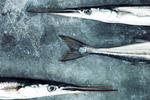 »Med sin petroleumsblågrå farve, sit kæmpestore øje, sit lange spidse næb med små tænder og den slanke krop ligner hornfisken noget, man kunne grave ud som et fossil fra gammel tid. Den ligner et dyr, der kunne have haft vinger«, siger Carsten Kyster om den karakteristiske fisk. Columbus Leth