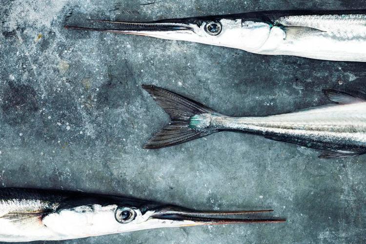 »Med sin petroleumsblågrå farve, sit kæmpestore øje, sit lange spidse næb med små tænder og den slanke krop ligner hornfisken noget, man kunne grave ud som et fossil fra gammel tid. Den ligner et dyr, der kunne have haft vinger«, siger Carsten Kyster om den karakteristiske fisk. Columbus Leth