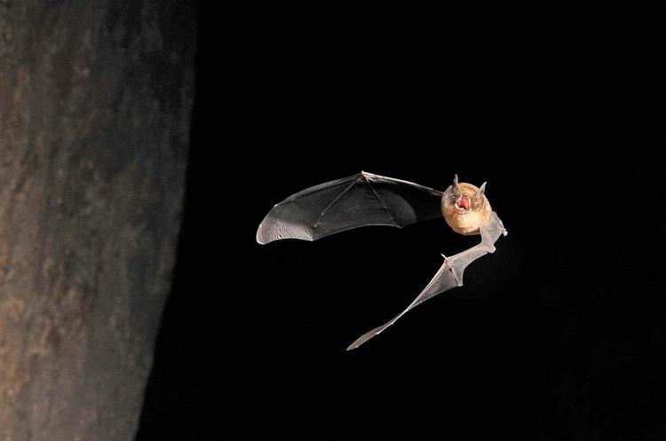 Lydmesteren. Flagermus er de mest højlydte dyr på landjorden. Heldigvis foregår det med ultralyd, som menneskets øre ikke kan opfange. Foto: M. Brock Fenton