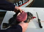 Frisk. Lige nu er stenbiderens rogn i sæson, og de kan fås i landets fiskehandlere. FRANDSEN FINN/POLFOTO