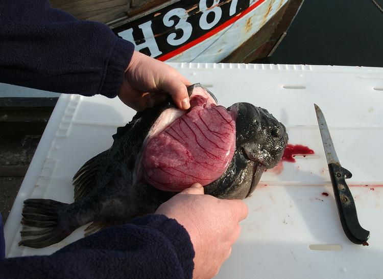 Frisk. Lige nu er stenbiderens rogn i sæson, og de kan fås i landets fiskehandlere. FRANDSEN FINN/POLFOTO