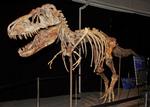 Vores viden om dinosaurer er blevet udfordret. Nyt studie viser at den traditionelle opdeling i artens stamtræ kan være forkert.  