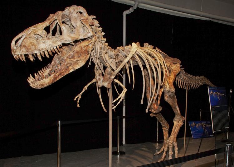 Vores viden om dinosaurer er blevet udfordret. Nyt studie viser at den traditionelle opdeling i artens stamtræ kan være forkert.  