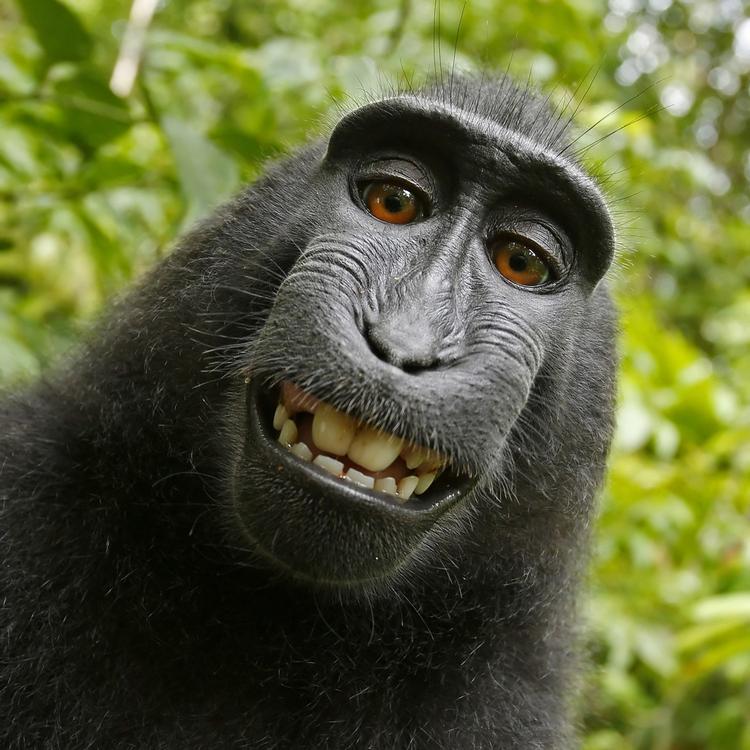 Makak-aben Narutos omstridte selfie. Foto: David Slater/AP 