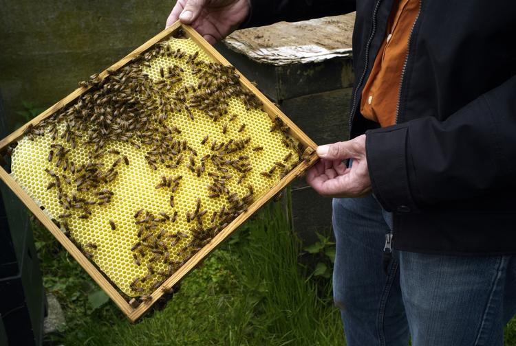RÅVARE. Ægte levende bier er dyre som honningsproducenter, så i Kina er det udbredt at fremstille den gyldne spise efter mange mærkelige ingredienser. LARS HANSEN /POLFOTO