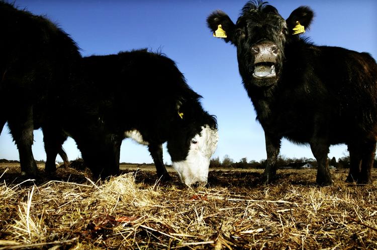 Krig. »Ah hva', sagde du«? Ifølge Listen står kulturkampen anno 2016 mellem »Produktionsdanmark vs. den snakkende klasse«. Jacob Ehrbahn (arkiv)/POLFOTO