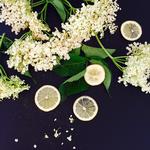 I blomst. Skynd dig at plukke hylden før den afblomstrer. Mette Mølbak