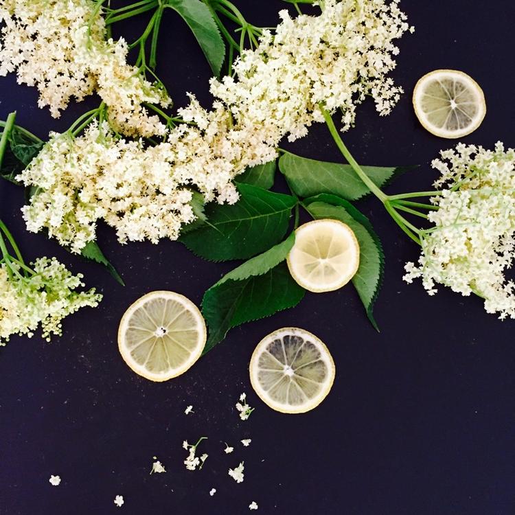 I blomst. Skynd dig at plukke hylden før den afblomstrer. Mette Mølbak