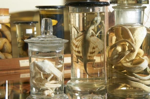 SIAMESISK Samling i Ebeltoft. Museet er på en gang en både sær, fascinerende og fantastisk tidslomme. Det er ikke et moderne museum, men et gammeldags Wunderkammer, hvor man undres og forundres over naturens og kulturens mangfoldighed. Museet rummer en samling skabt af en dansk mand, da han boede i Thailand i begyndelsen af 1900-tallet. Han har selv sat udstillingerne op, og de er urørte siden 1940. Læserfoto: Jørgen Smidt-Jensen 