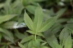 Rethinking Pot California