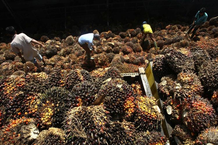 Palmeolie. Arbejdere sorterer palmefrugter på en fabrik i Indonesien. Frugtklaserne vokser i træer op til 20 meter over jorden og høstes med lange hakkelignende knive. En klase vejer typisk mellem 10 og 25 kilo. 