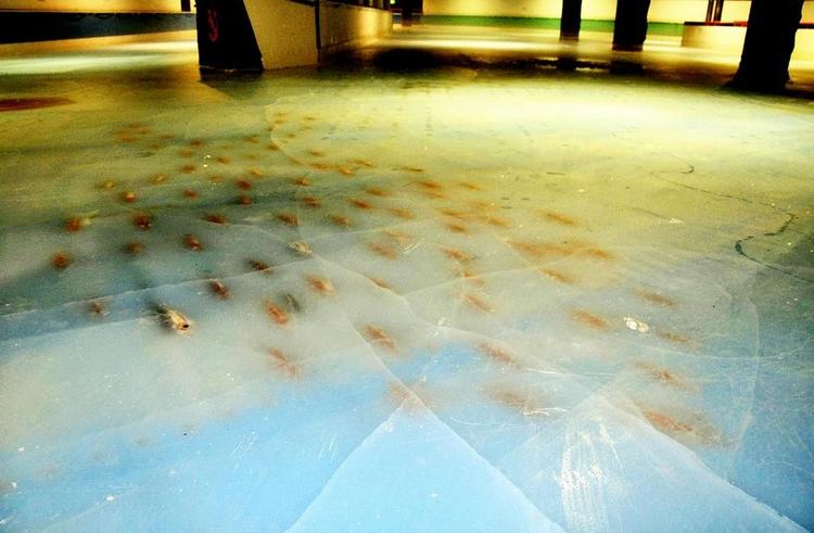 Fortryder. Den nye attraktion - den første af sin art i verden, som forlystelsesparken udtrykker det - har  skabt så meget postyr, at parkledelsen har besluttet at lukke skøjtebanen, tø isen op og fjerne fiskene. 