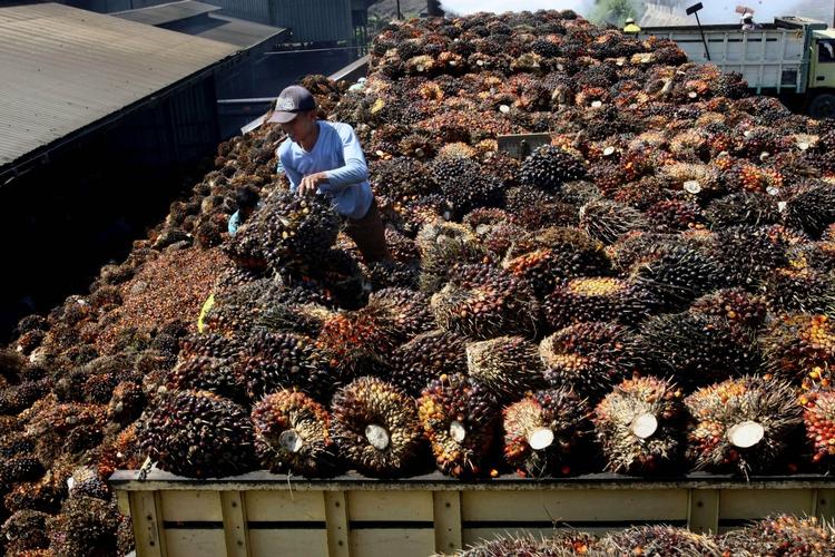 Kæmpehøst. En arbejder sorterer palmefrugter på en fabrik i Indonesien. En stor rapport fra Amnesty har sat fokus på de ofte brutale arbejdsforhold under høsten, der omfatter både børnearbejde og tvangsarbejde. 