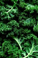 Der er grund til at blive ved med at hylde kålen på julebordet i alle de afskygninger, den kommer i, skriver Mette Mølbak i denne klumme. Foto: Line Thit Klein 