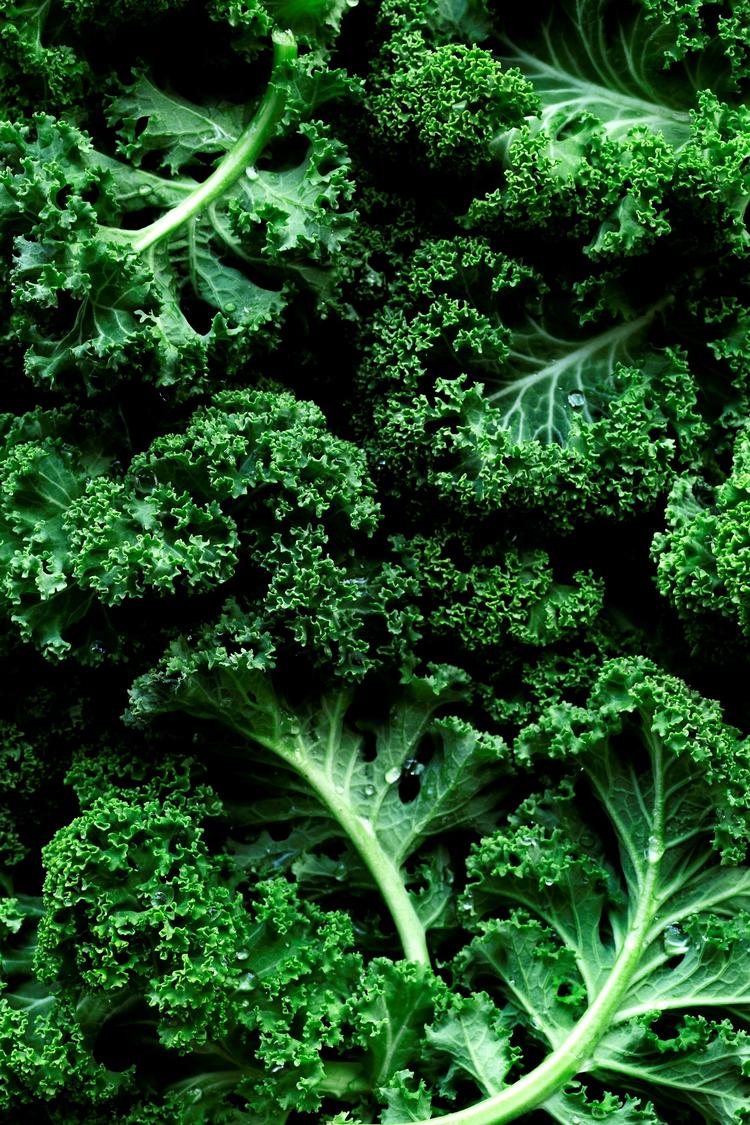 Der er grund til at blive ved med at hylde kålen på julebordet i alle de afskygninger, den kommer i, skriver Mette Mølbak i denne klumme. Foto: Line Thit Klein 