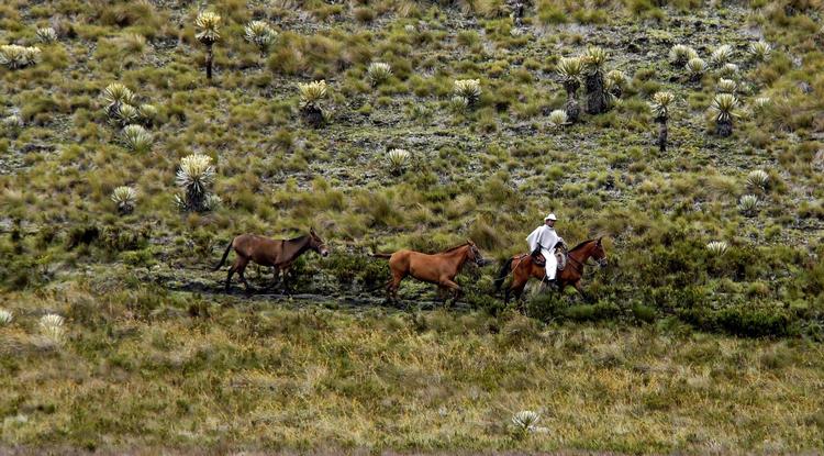 På en Hike, Bike & Ride tur i Colombia cyklede vi gennem regnskoven, hvor brøleaberne svingede sig i træerne over os. Vandrede i bjergene og red gennem de smukkeste landskaber på Paramoen. Colombia er et uendelig smukt land – frodigt, grønt og med et rigt fugleliv. 