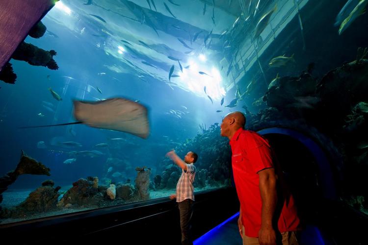 The Deep er Hulls store akvarium. Tilskuerne kommer helt tæt på havets dyr. 