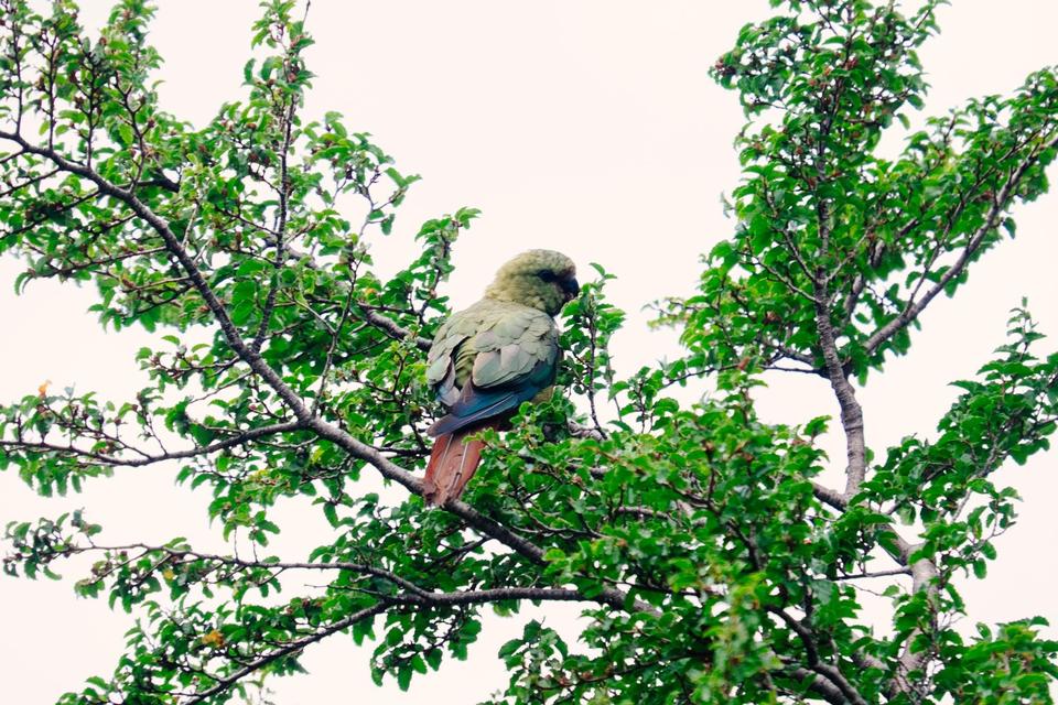 Fauna 1