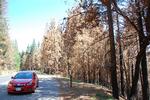 I USA kommer man bedst ud i naturen i udlejningsbil. Her i et skovbrandshærget område ved Yosemite-parken. 