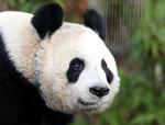 panda2